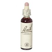 Chestnut bud bach orig 20 ml