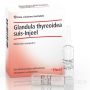 HEEL GLANDULA THYREOIDEA SUIS INJEEL 10 FIALE DA 1,1 ml